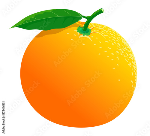 Fresh Orange Fruit Vector Illustration