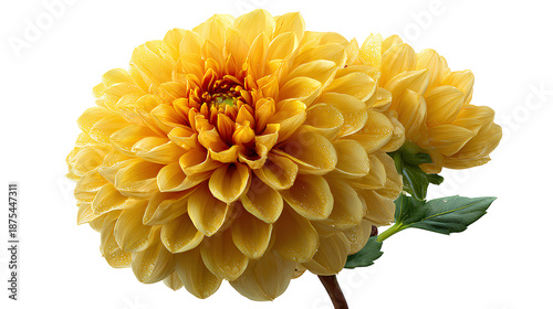 yellow dahlia flower