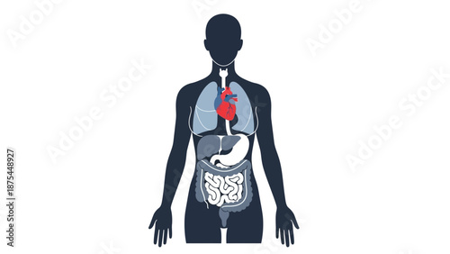 Human Anatomy Illustration: Heart, Lungs, Stomach, and Intestines