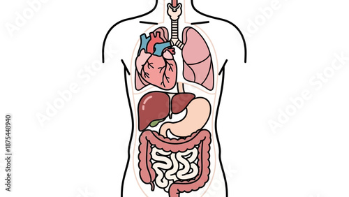 Human Anatomy Illustration: Internal Organs Displayed in Body Outline