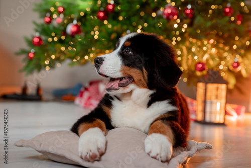 a funny fluffy Zennenhund puppy near a Christmas tree