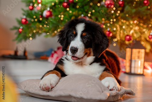 a funny fluffy Zennenhund puppy near a Christmas tree
