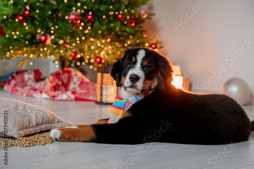 a funny fluffy Zennenhund puppy near a Christmas tree