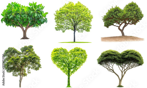 Set of green summer trees and heart-shaped foliage on transparent background
