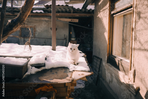 Homeless cat in the yard