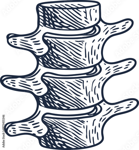 Spinal vertebrae illustration with three bones and connecting processes, human anatomy concept