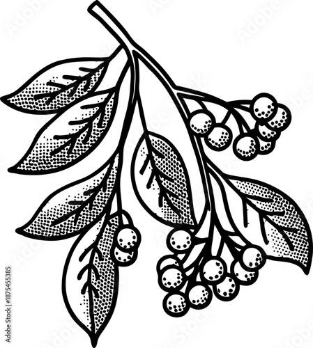 Branch with leaves and berries hand drawn sketch of botanical plant with fruits and foliage