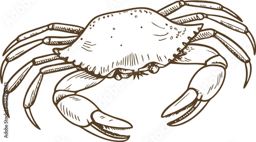 hand drawn crab illustration with detailed claws and legs in vintage engraving