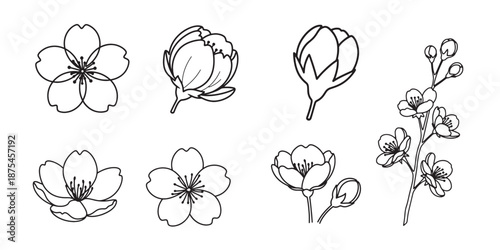 Collection of hand drawn cherry blossom flowers and buds