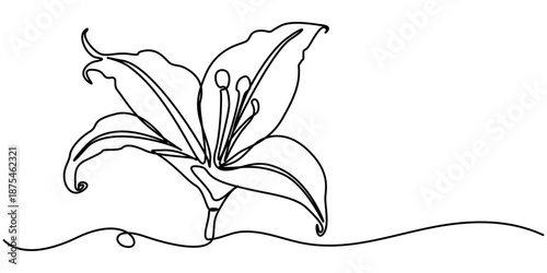 Continuous one line drawing of a lily flower, Editable black stroke on a white background. outline Vector illustration. 