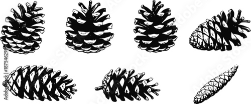 Seven pine cones in different shapes and sizes isolated on white background with black ink