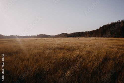 Sunset light over the field