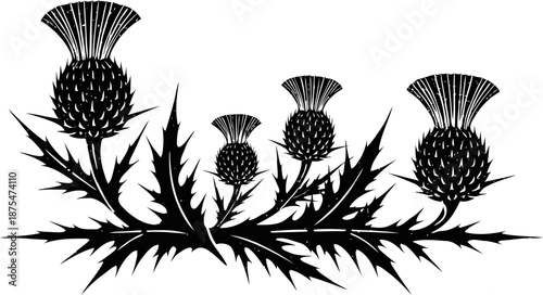 Silhouette of thistle flowers and sharp spiky leaves with intricate details in black and white