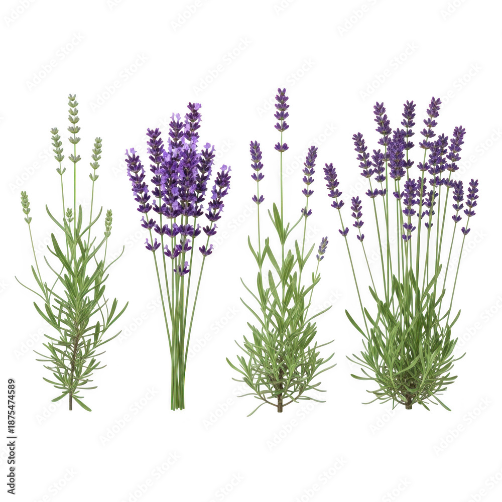 Fototapeta premium Lavender bouquets isolated on transparent background