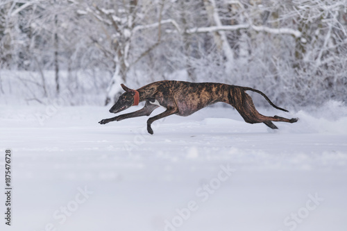 gestromter spanischer Windhund rennt durch Schnee