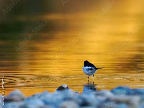 夕方の河原　セグロセキレイ②
