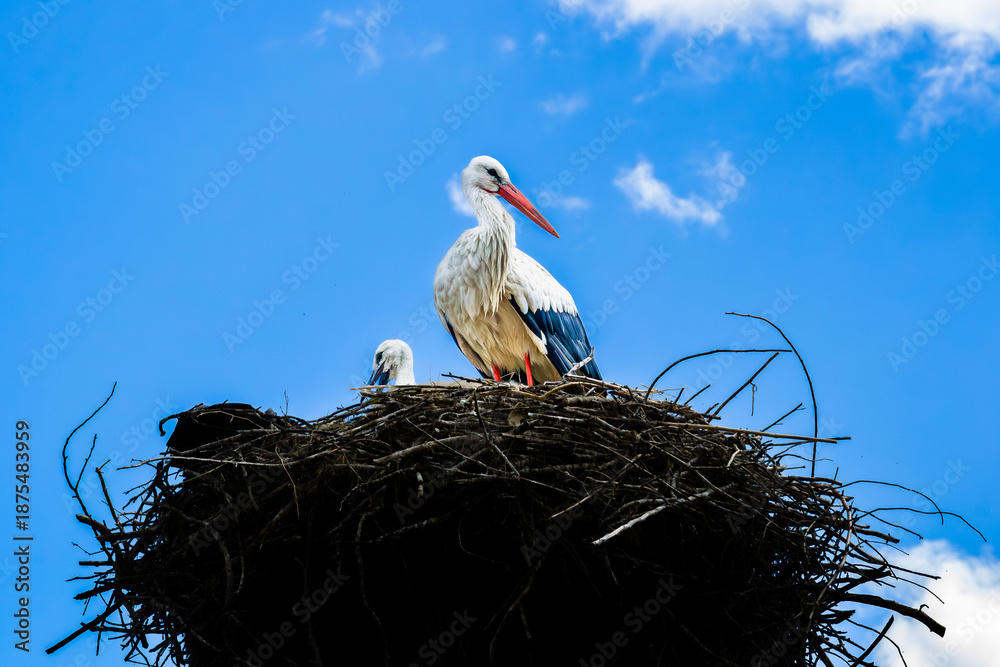 Fototapeta premium White Stork (Ciconia ciconia) with Chick in Large Nest Against Blue Sky