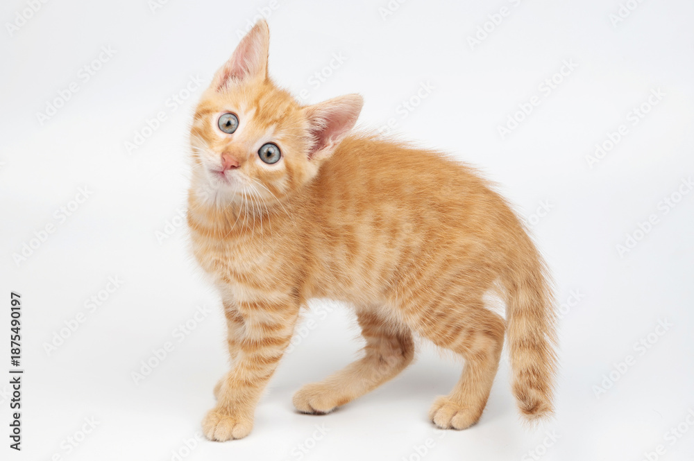 Obraz premium Cute small orange kitty
