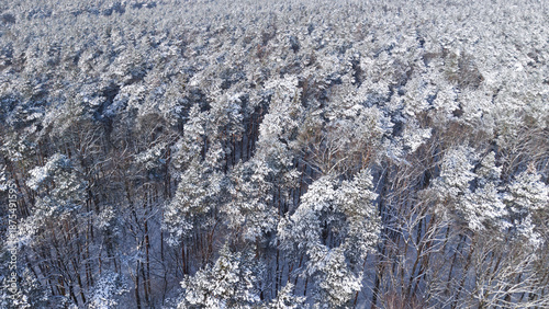 Snow-covered crowns of old pine trees in a frosty, snowy winter forest, aerial view.