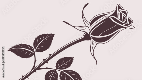 Elegant rose with thorns and leaves on stem