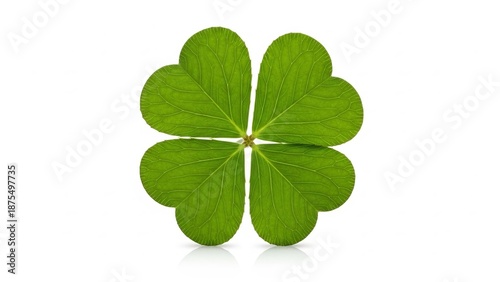 Single four-leaf clover on a white background