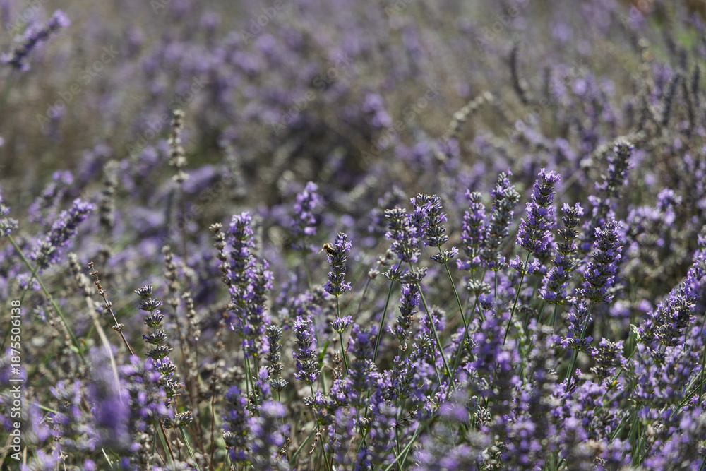 Fototapeta premium lavender field in full bloom, purple flowers, sunny day, natural landscape, close up view of lavender plants