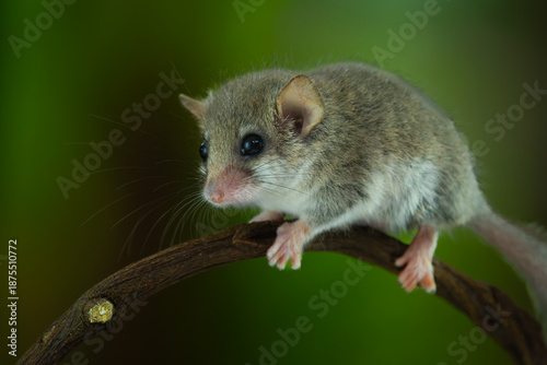Fotografie African woodland dormouse (Graphiurus murinus) on a vine, with natural backgroun