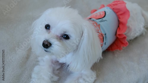 White Dog with Black Eyes and Nose Looking Sweetly at Camera. Adorable Pet Portrait, Cute Expression.