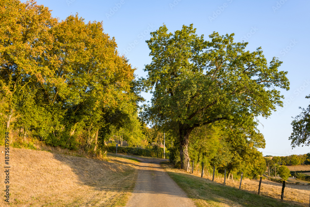 Obraz premium A quiet rural track winds between mature trees and dry grass under clear blue skies, with golden evening light highlighting the textures of the landscape near Cuncy les Varzy in central France. The