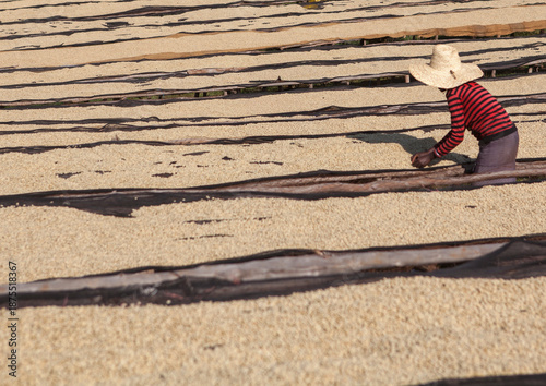 Workers In Front Of White Coffee Beans Drying In The Sun In A Fair Trade Coffee Farm, Jimma, Ethiopia