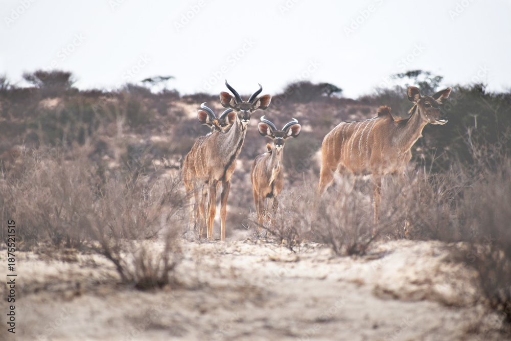 Naklejka premium Kudu in Kalahari 