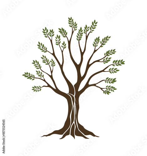 Olive trees with branches and leaves for design of packaging, label, logotype or banner. Natural organic stylized olive icon, premium quality sign. Vector illustration