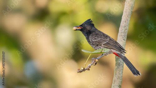 Photos A beautiful close up of a Red-vented Bulbul (Pycnonotus cafer) bird with fruit in beak, in a blurred forest background