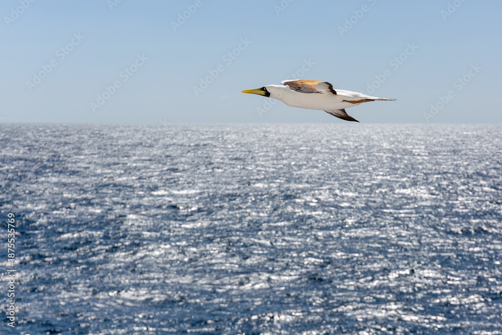 Fototapeta premium Grote zeevogel die zweeft op de wind boven de zee of oceaan, de Jan-van-gent met zijn kenmerkende gele snavel