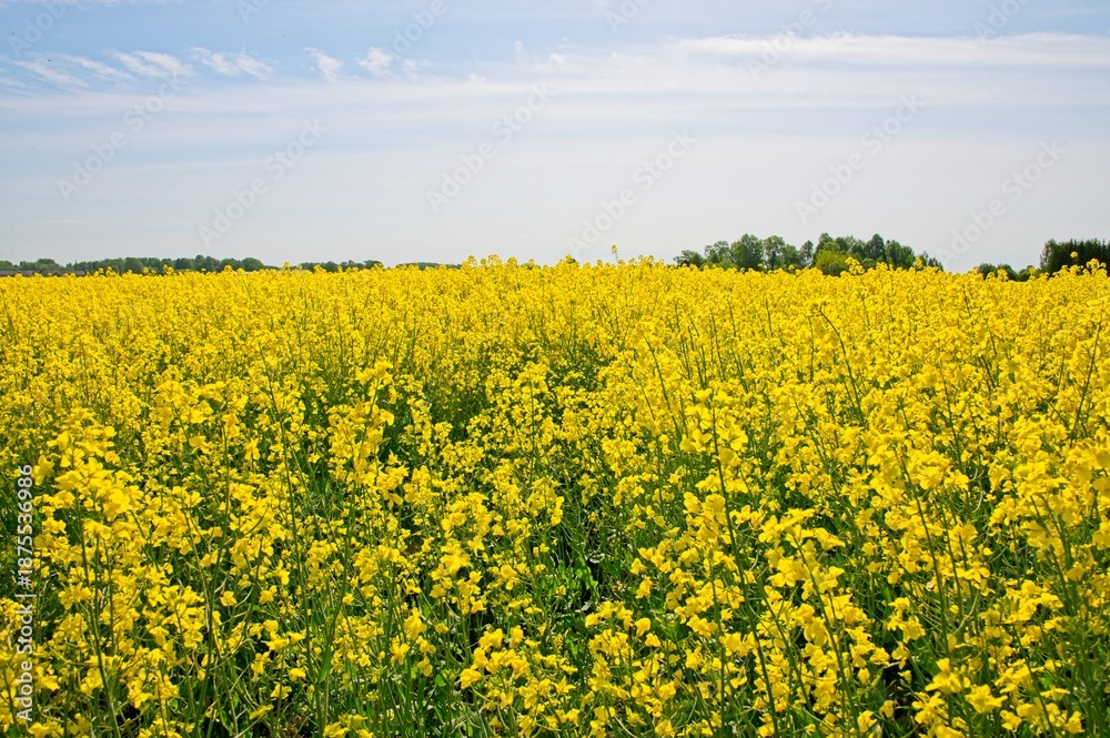 Obraz premium Rapeseed fields Latvia May 2025 by Jon Shore