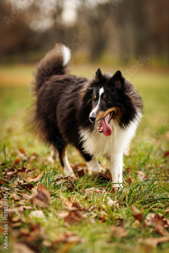 Obraz na płótnie Dog standing in autumn park