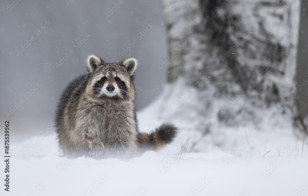 Obraz premium Racoon ( Procyon lotor ) close up