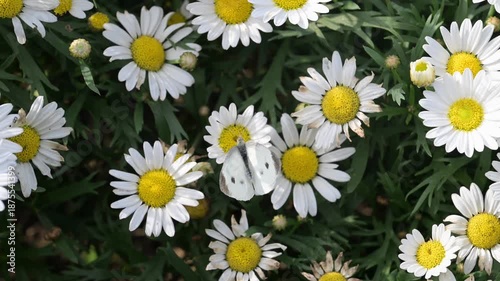 A cabbage white butterfly sips nectar from a flower.