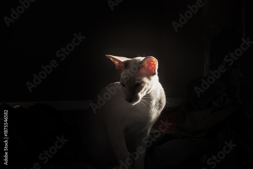  oriental breed cat