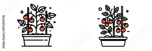 Illustration of growing tomatoes in a garden planter with support