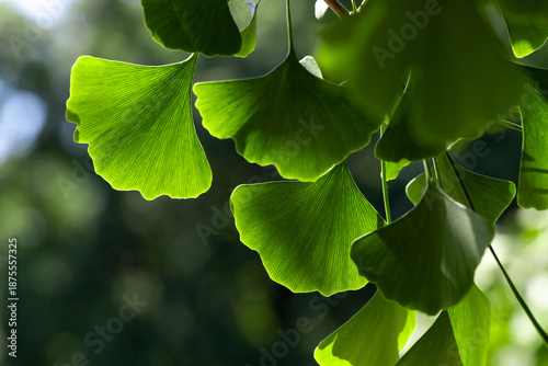 Bright Green Ginkgo Leaves Bathed in Sunlight With Natural Backlight and Shad...