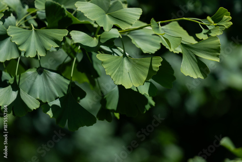 Ginkgo Leaves in Green Light, Fresh Nature Scene with Delicate Fan-Shaped Fol...