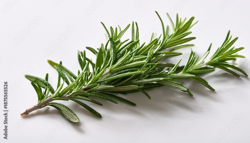 Fototapeta premium Fresh Sprig Of Rosemary On Clean White Background