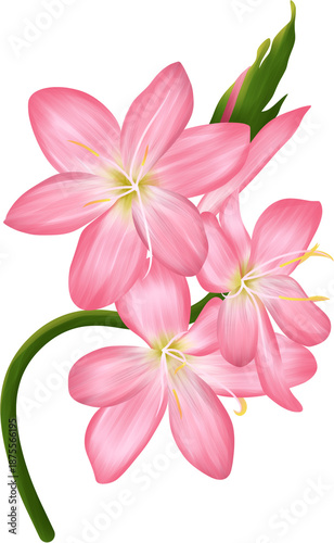 Elegant Pink Flowers with Green Stem