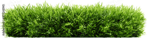 green grass rectangle, cut out illustration isolated on white background.