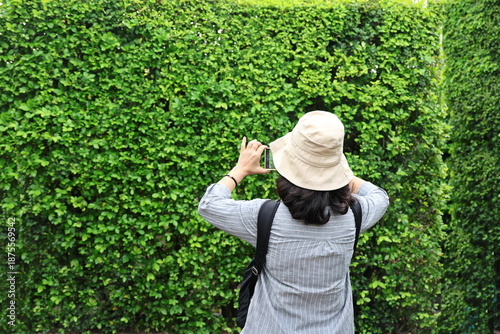 A woman is standing with her back and taking picture of natural green wall (Hokkien tea plant wall). Carmona retusa (Vahl) Masam is commonly popularly used to planted as hedges or fences around houses