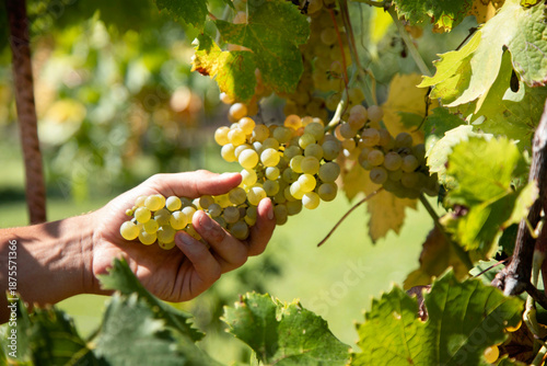 Hands of a winemaker cutting grapes in the vineyard during the harvest in Italy