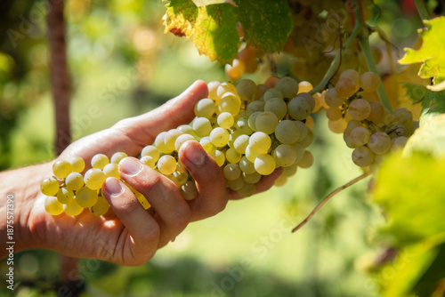 Organic Italian harvest. Farmer's hands picking grapes in the vineyard for wine production.