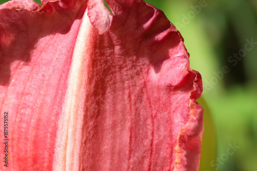 Close-Up Pink Petal Flower With Soft Texture And Red Edges In Sunlight
