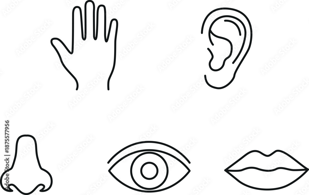 Obraz premium Human body parts icons in simple line style drawing